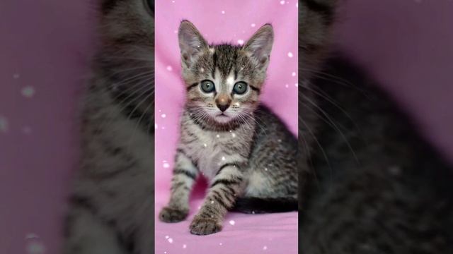 Интересные факты