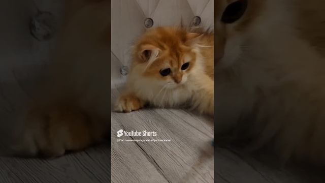 Длинношёрстный красавчик Армин, окраса ny12,маленький очаровашка ❤🥰