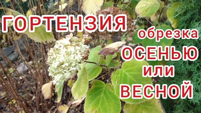 Когда и как обрезать гортензию / Hydrangea