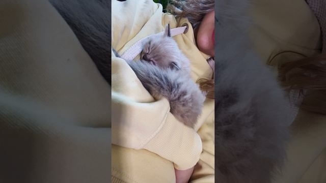 Чистокровный рэгдолл Vincent ❤️
https://vk.com/okcats_40
Inst: @okcats_40 W.App/Tlg 8995327200