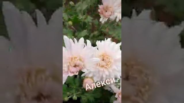 Алекси1