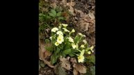 Быстрая 3 километровая прогулка 08.03.2014