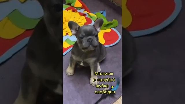 французский бульдог д. р. 8.08.2024г.
