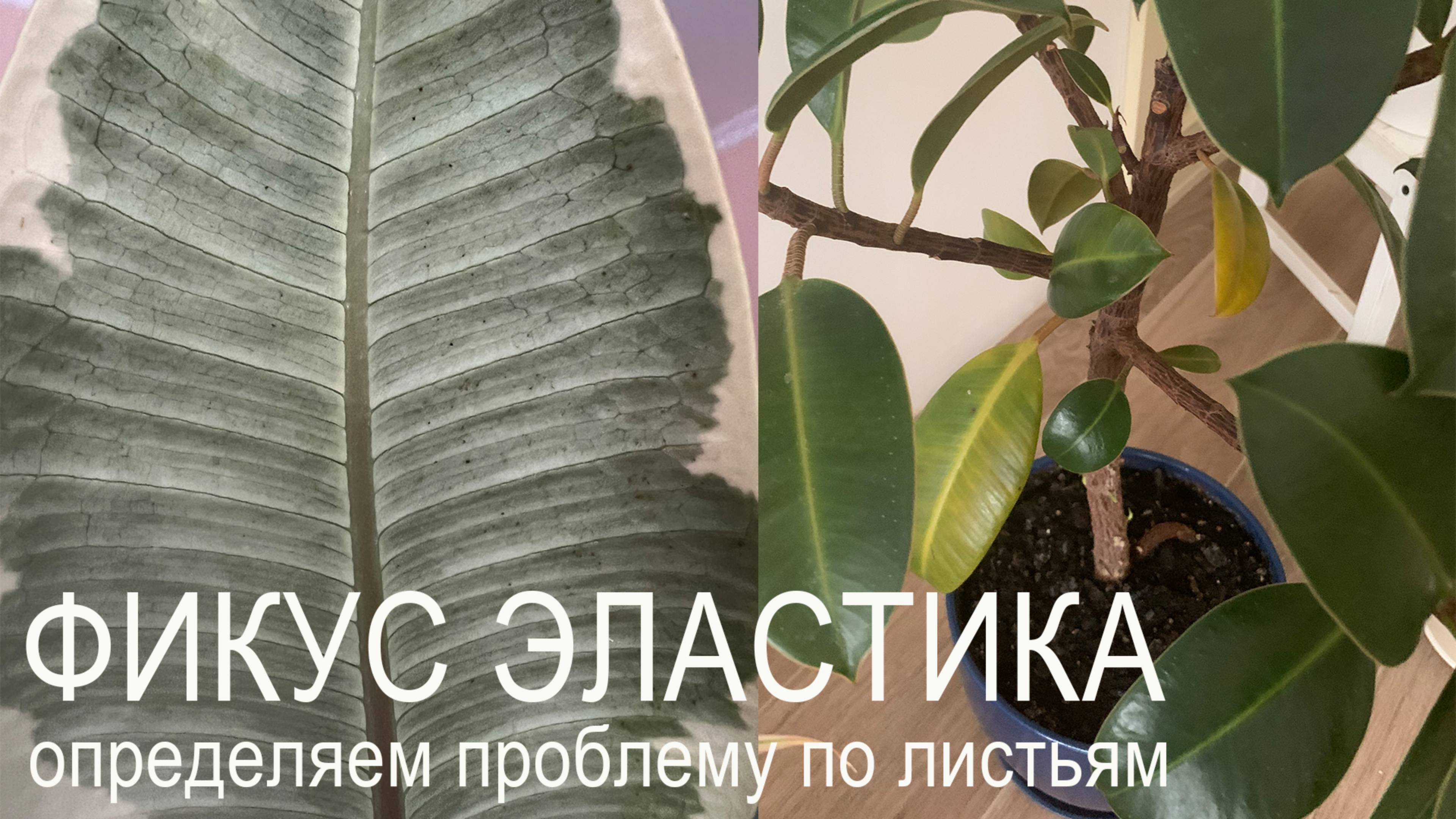 №32. Фикус эластика. Почему листья желтеют, опадают, скручиваются, в коричневых точках.