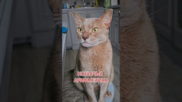 Кошачья арифметика #котикидорогие