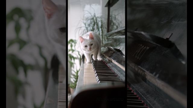 Побеждает тот, кто никогда не сдается
