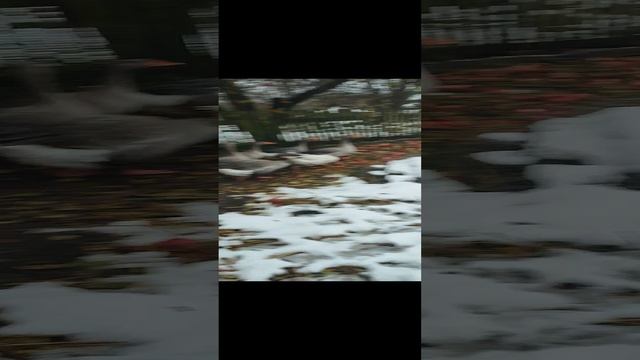 Гуси в яблоках 👌