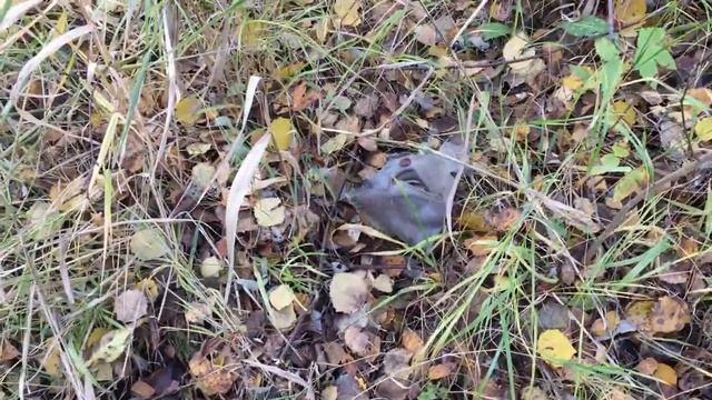 КОП ПО ВОЙНЕ! ВИЛКА ЛЮФТВАФФЕ и другое железо!