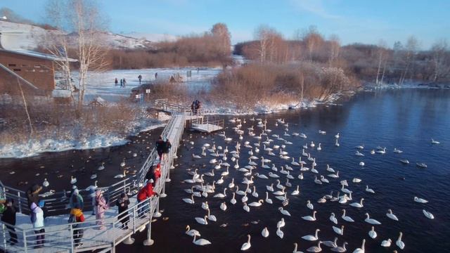 Зимовска лебедей, Алтайский край