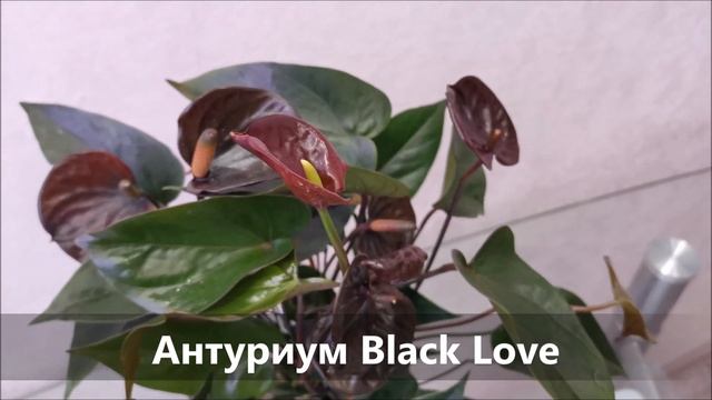 Антуриум Блэк Лав (Black Love), обзор сорта