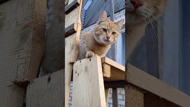 Дрессированные котики
