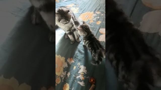Обучение правилам хорошего тона.