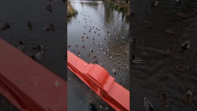 Город Егорьевск построен на реке Гуслица, где можно покормить уток (напротив фабрики Хлудовых)