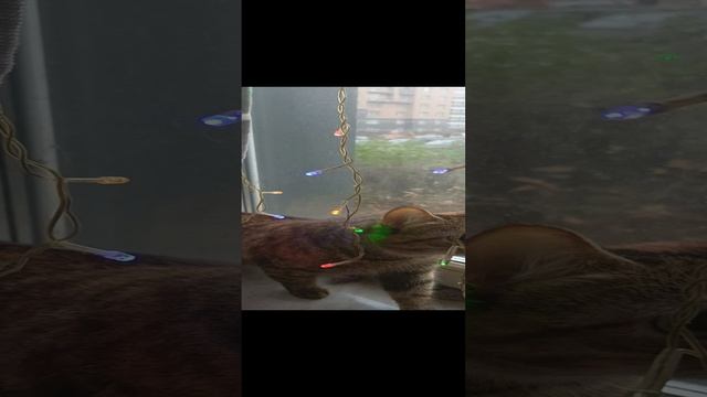 Сильвуша готовится к Новому году потихонечку