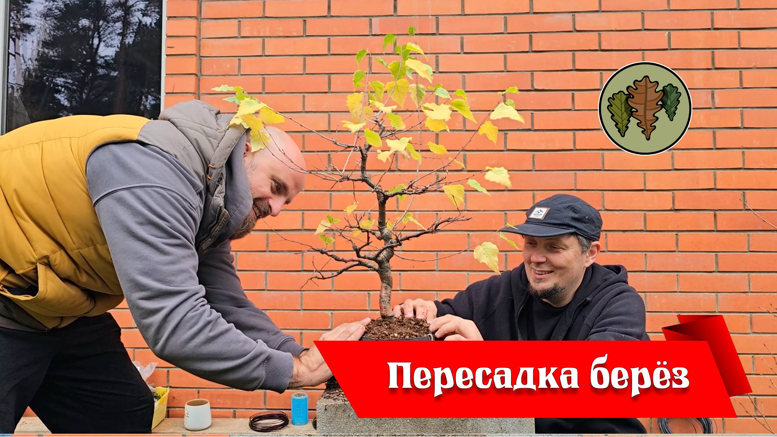Осенняя пересадка трёх берёз