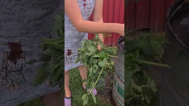 Как отмыть руки от помидорной ботвы👍