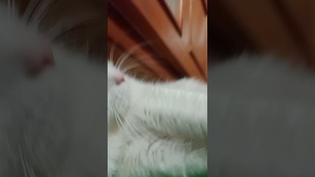 кормушка кота