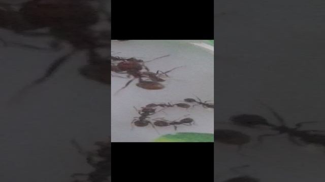 1 часть рубрики 🐜