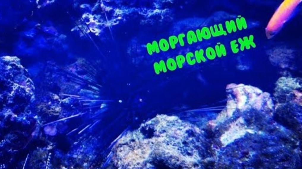 МОРГАЮЩИЙ МОРСКОЙ ЕЖ. Александра Миркушова