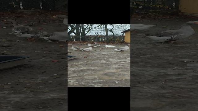 В гостях у гусей, со мной всё: рыжий кот Фокс, хозяюшка Лапа