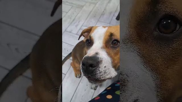 это моя собака Гера