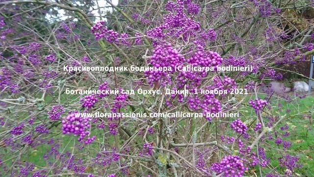 Красивоплодник бодиньера (Callicarpa bodinieri), ботанический сад Орхус, Дания.