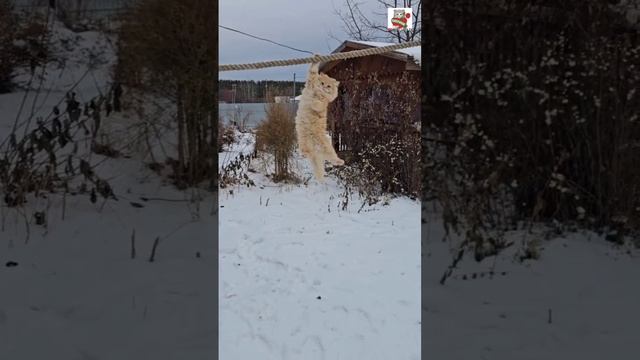 Утренняя гимнастика Пикселюши 🌞💪😻