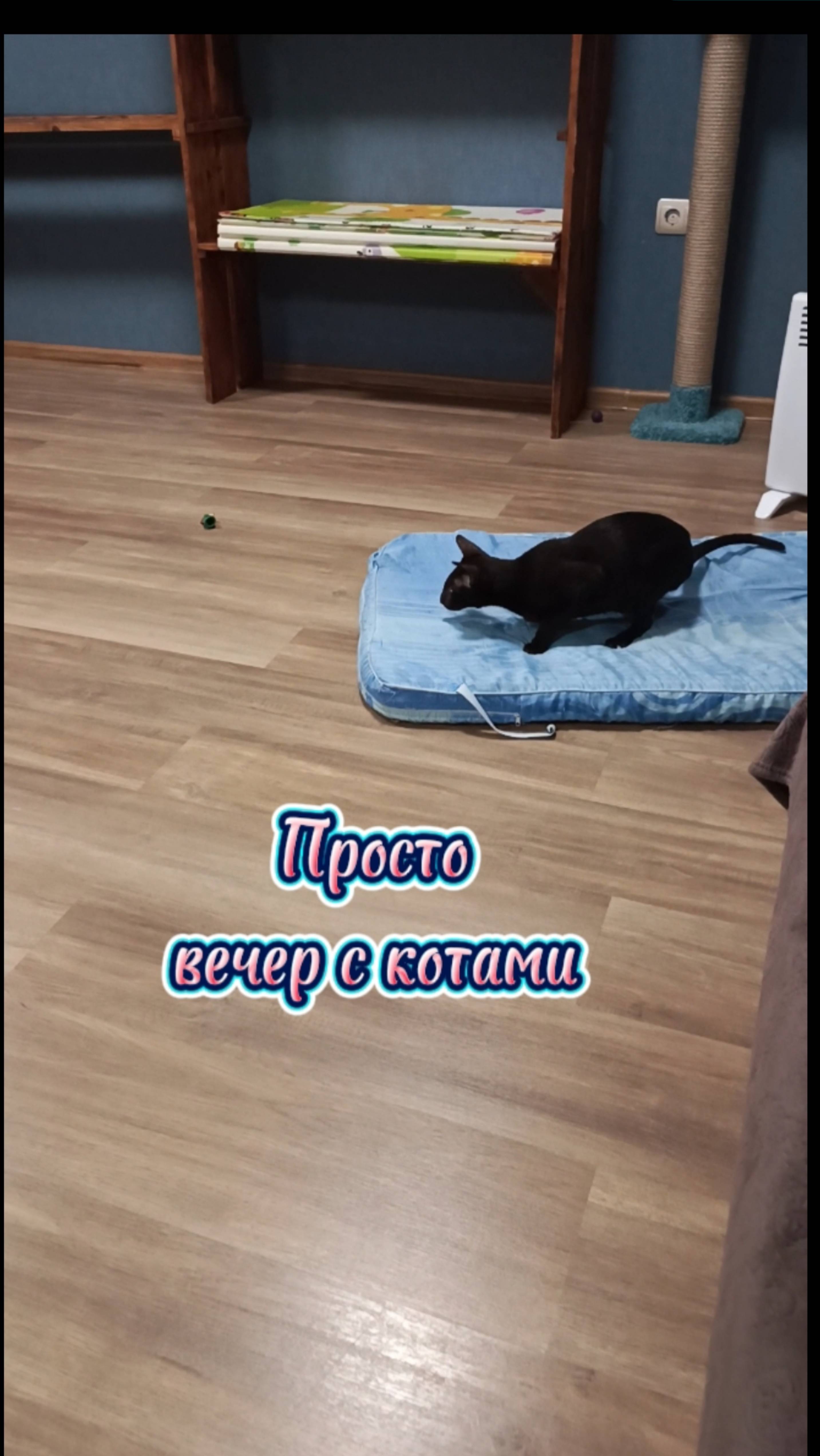 Вечер с котами