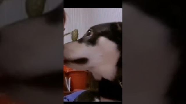 Лика
Лика очень любит детей, преданная и достаточно доверчивая к людям. Только вот ее уже дважды пр