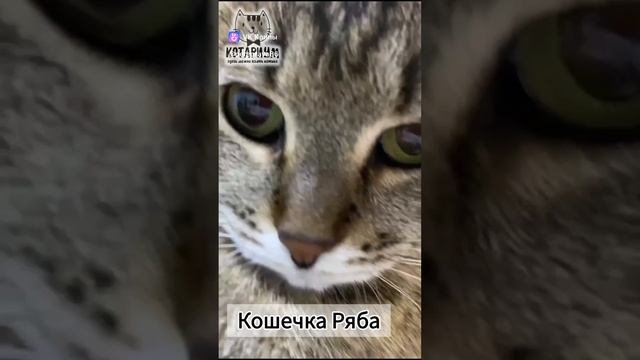 Кошечка Ряба в добрые руки 🥰