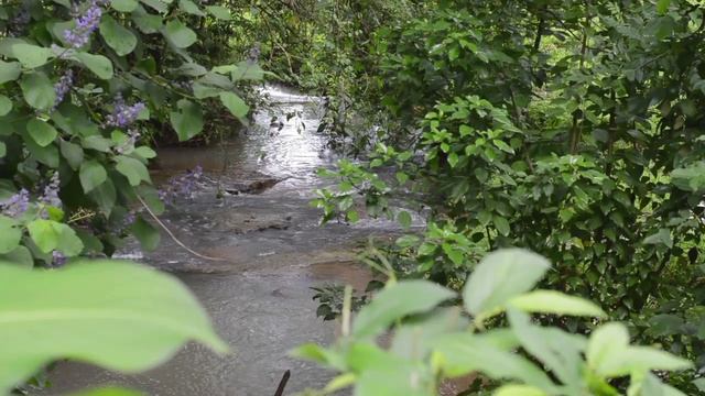 АСМР звуки лесного ручья и пение птиц для снятия стресса. ASMR sounds of a forest stream and birdson