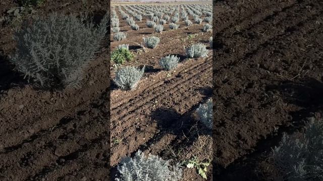 Как быстро растет лаванда в идеальных условиях за 8 месяцев без полива