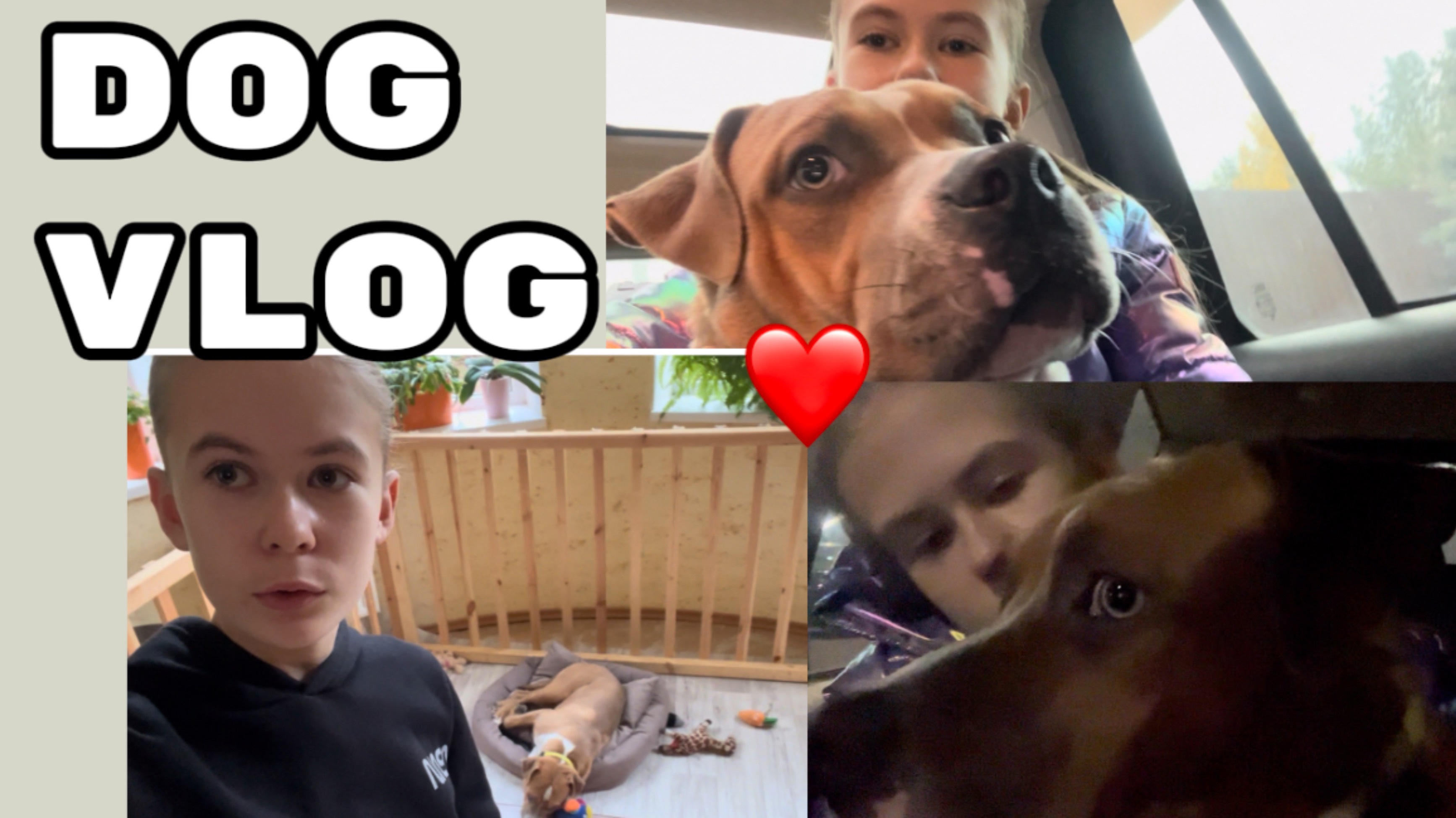 DOG VLOG: ветклиника, щенок Сеня и поездка в город!