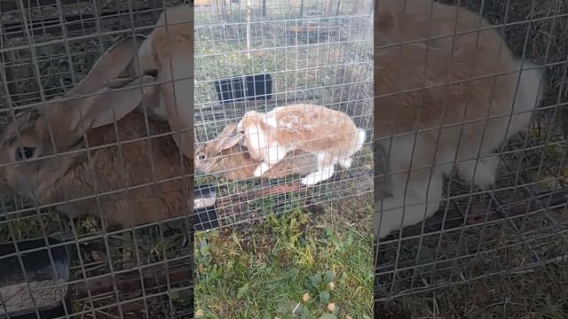 Кролики в ящике. Белка с Францем. Уверенно. #animals  #кролик #bunny #rabbitfarming #кролиководство