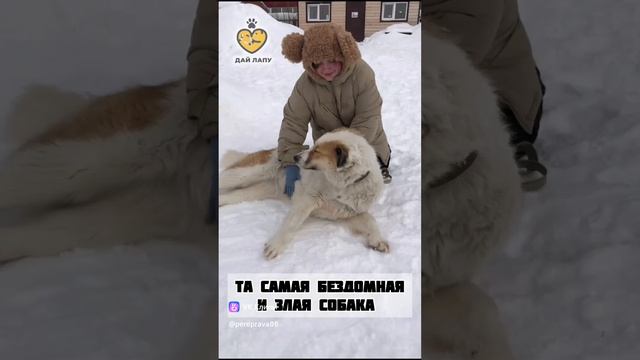 Рыжуля ждёт своего хозяина ☺️