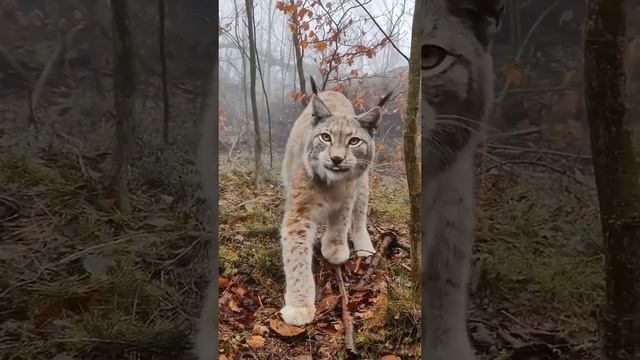 Красавица рысь