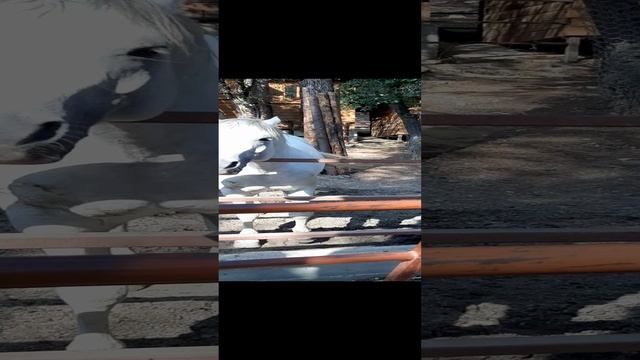 Лошадка. Геленджик. Сафари-парк.