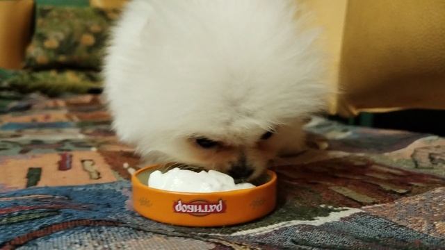 VID_20241108_170241.mp4
