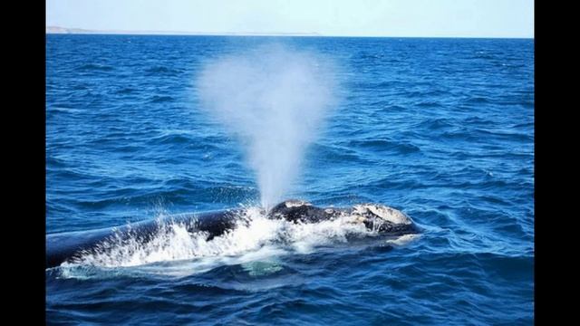 Разговор о море