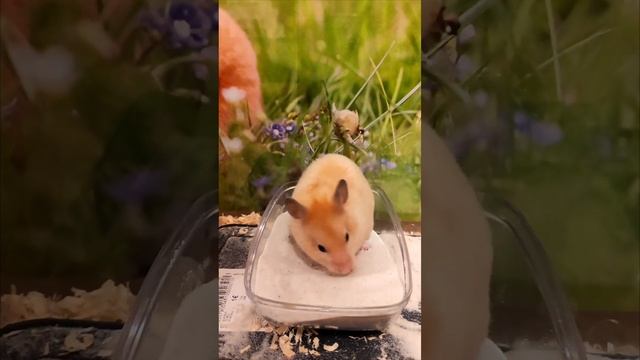 🐹 Хомяк #shorts