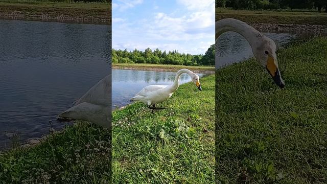 Лебедь на пруду😍