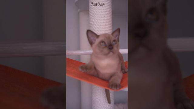 Teodor Freya Way. Шоколадный бирманский котёнок 🐱 Помет «Т7"