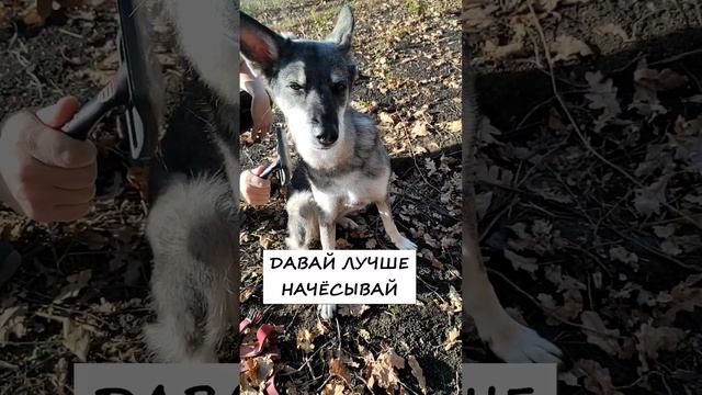 Человек собаке друг #приколы #юмор #животные