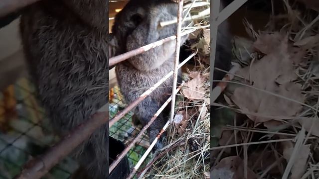 Кролики в ящике.Сереневый. #animals #rabbitfarming #кролиководство #bunny #кролик #rabbitry