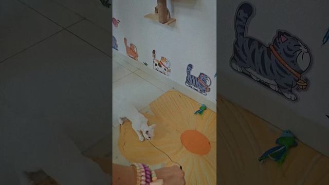 Котокафе "ГОКУ"-это не только милые и необычные кошечки, но и вкуснейший китайский чай🧋