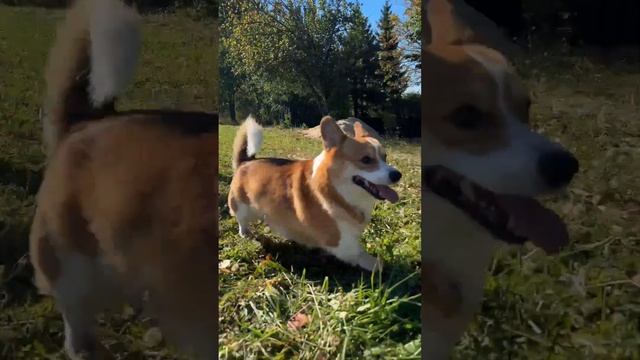 Ну, погоди #коржмарти #корги #собака #юмор #животные #corgi #dog #funny #animals