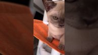 Teodor Freya Way. Шоколадный бирманский котёнок 🐱 Помет «Т7»
