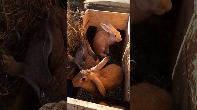 Three sisters are eating.#animals #cute #cuteanimals #rabbit #bunny #farming #кролики #rabbitfood