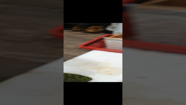 Морские свинки едят по умному!