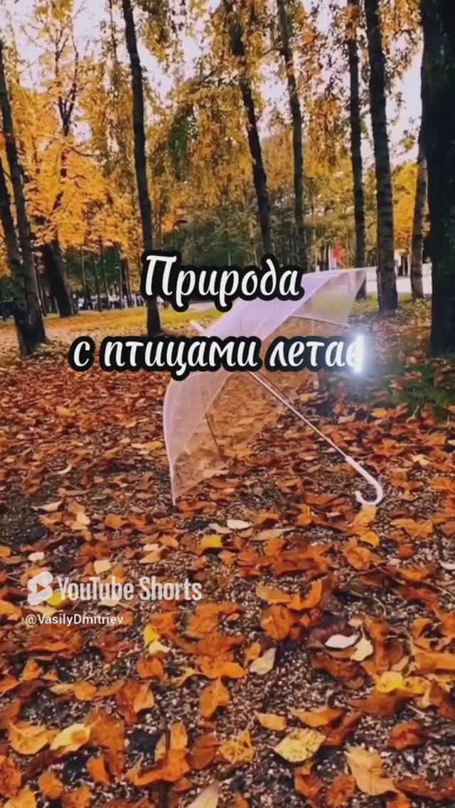 Осень стихи читает автор В. Дмитриев #стихи #природа #осень #поэзиядуши #poetry #поэт #shorts